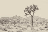 Joshua Tree I Neutral by Elizabeth Urquhart. SKU 68488i. Archival Giclee Fine art print for wall decor.