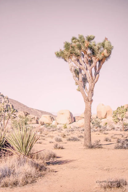 Joshua Tree III Blush by Elizabeth Urquhart. SKU 68493h. Archival Giclee Fine art print for wall decor.