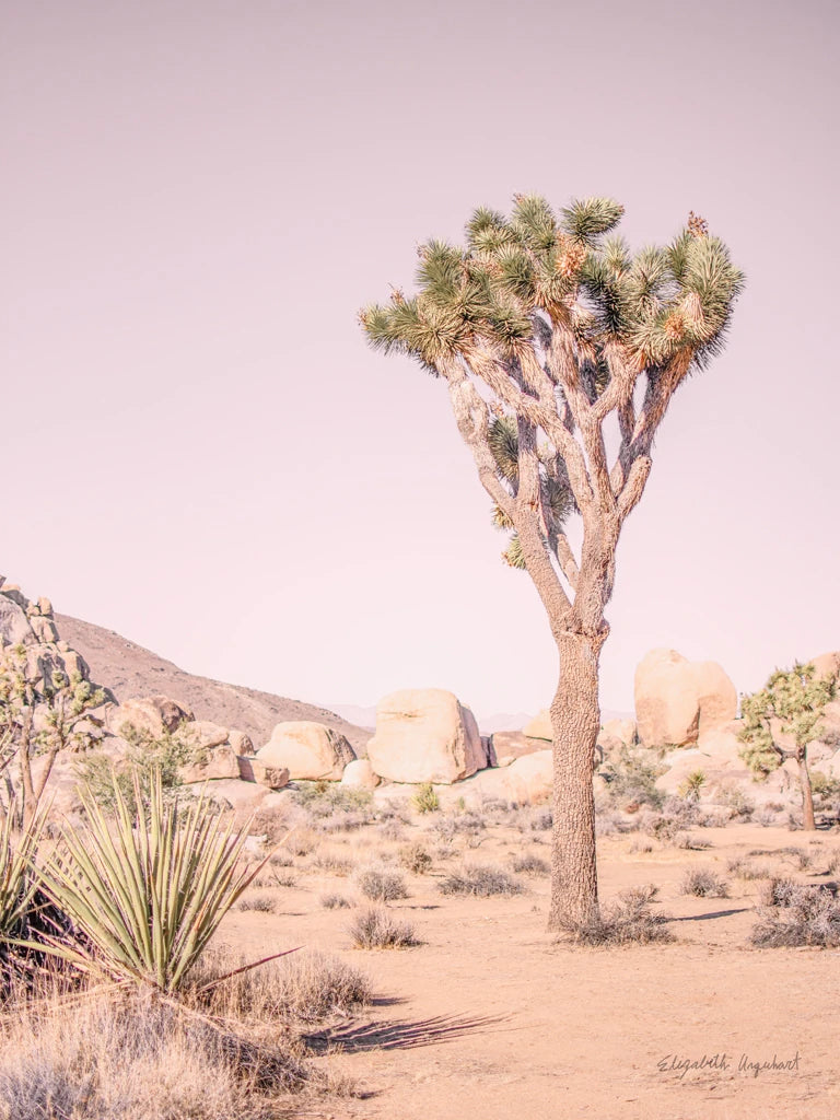 Joshua Tree III Blush Crop by Elizabeth Urquhart