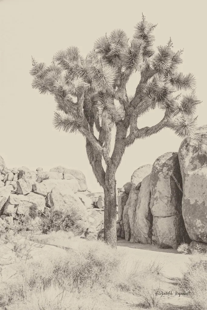 Joshua Tree IV Neutral by Elizabeth Urquhart. SKU 68491h. Archival Giclee Fine art print for wall decor.