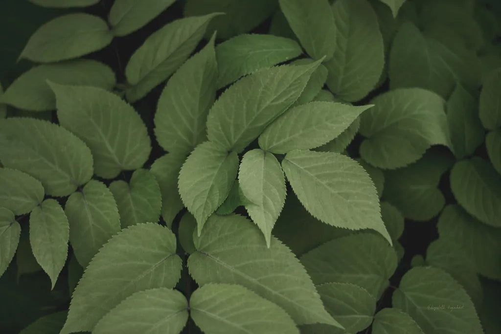 Leafy I by Elizabeth Urquhart. SKU 50718i. Archival Giclee Fine art print for wall decor.