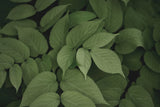 Leafy I by Elizabeth Urquhart. SKU 50718i. Archival Giclee Fine art print for wall decor.