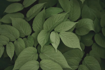 Leafy I by Elizabeth Urquhart. SKU 50718i. Archival Giclee Fine art print for wall decor.