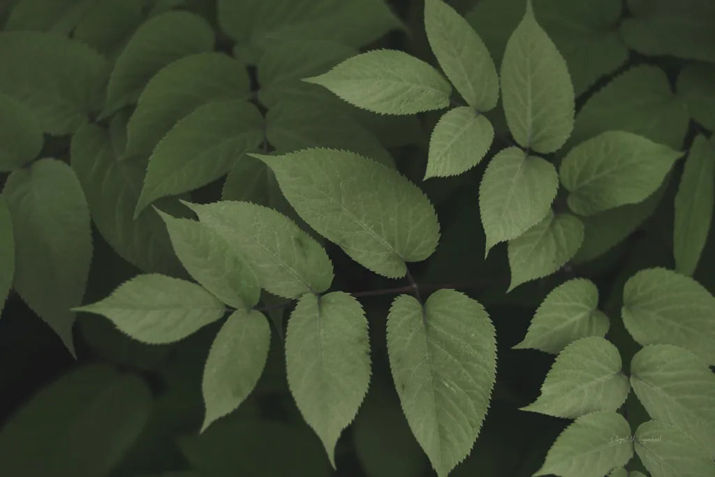 Leafy II by Elizabeth Urquhart. SKU 50719i. Archival Giclee Fine art print for wall decor.