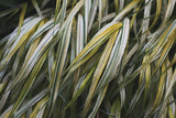 Leafy III by Elizabeth Urquhart. SKU 50720i. Archival Giclee Fine art print for wall decor.