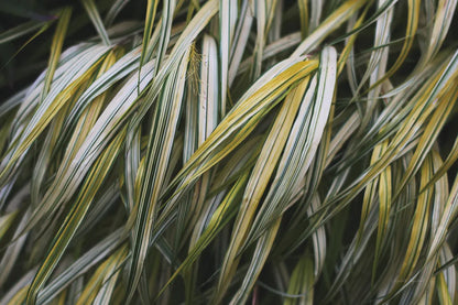 Leafy III by Elizabeth Urquhart. SKU 50720i. Archival Giclee Fine art print for wall decor.