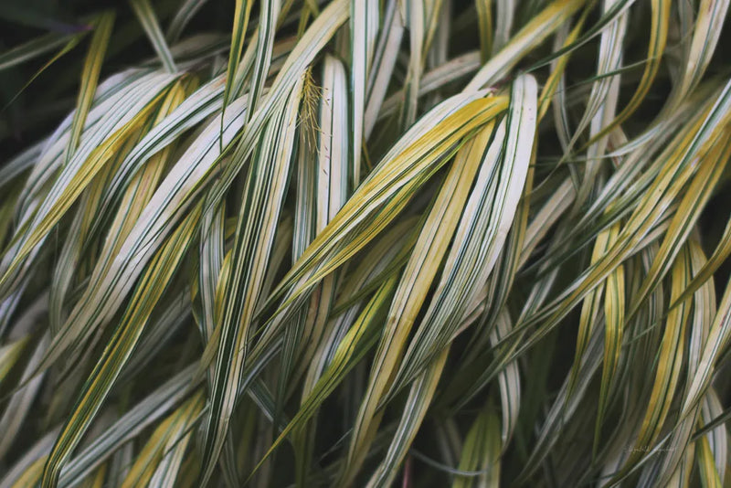 Leafy III by Elizabeth Urquhart. SKU 50720i. Archival Giclee Fine art print for wall decor.