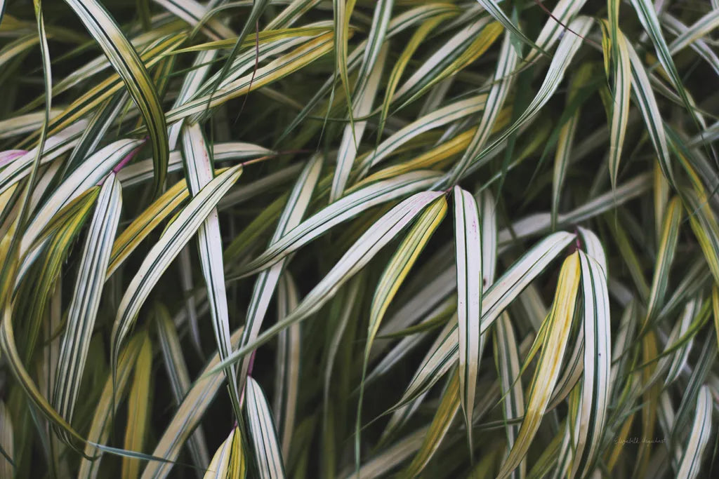 Leafy IV by Elizabeth Urquhart. SKU 50721i. Archival Giclee Fine art print for wall decor.