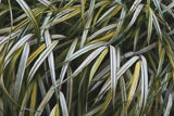 Leafy IV by Elizabeth Urquhart. SKU 50721i. Archival Giclee Fine art print for wall decor.