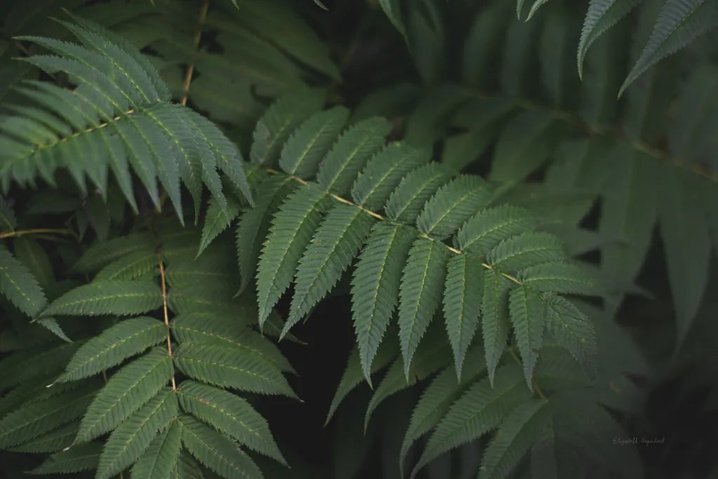 Leafy V by Elizabeth Urquhart. SKU 50722i. Archival Giclee Fine art print for wall decor.