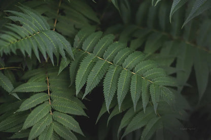 Leafy V by Elizabeth Urquhart. SKU 50722i. Archival Giclee Fine art print for wall decor.