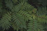 Leafy VI by Elizabeth Urquhart. SKU 50723i. Archival Giclee Fine art print for wall decor.