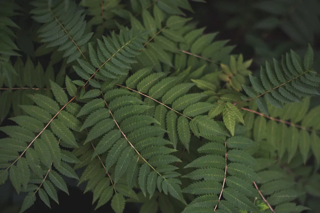 Leafy VI by Elizabeth Urquhart. SKU 50723i. Archival Giclee Fine art print for wall decor.