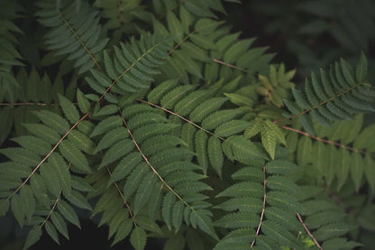 Leafy VI by Elizabeth Urquhart. SKU 50723i. Archival Giclee Fine art print for wall decor.