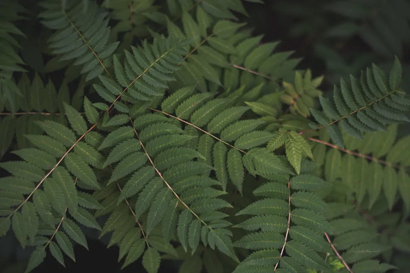 Leafy VI by Elizabeth Urquhart. SKU 50723i. Archival Giclee Fine art print for wall decor.