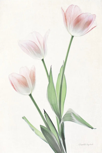 Light and Bright Floral I by Elizabeth Urquhart. SKU 33338h. Archival Giclee Fine art print for wall decor.