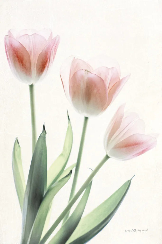 Light and Bright Floral II by Elizabeth Urquhart. SKU 33339h. Archival Giclee Fine art print for wall decor.