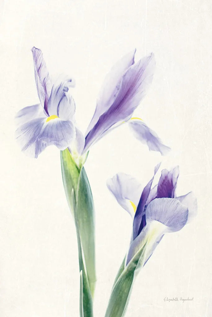 Light and Bright Floral III by Elizabeth Urquhart. SKU 33340h. Archival Giclee Fine art print for wall decor.