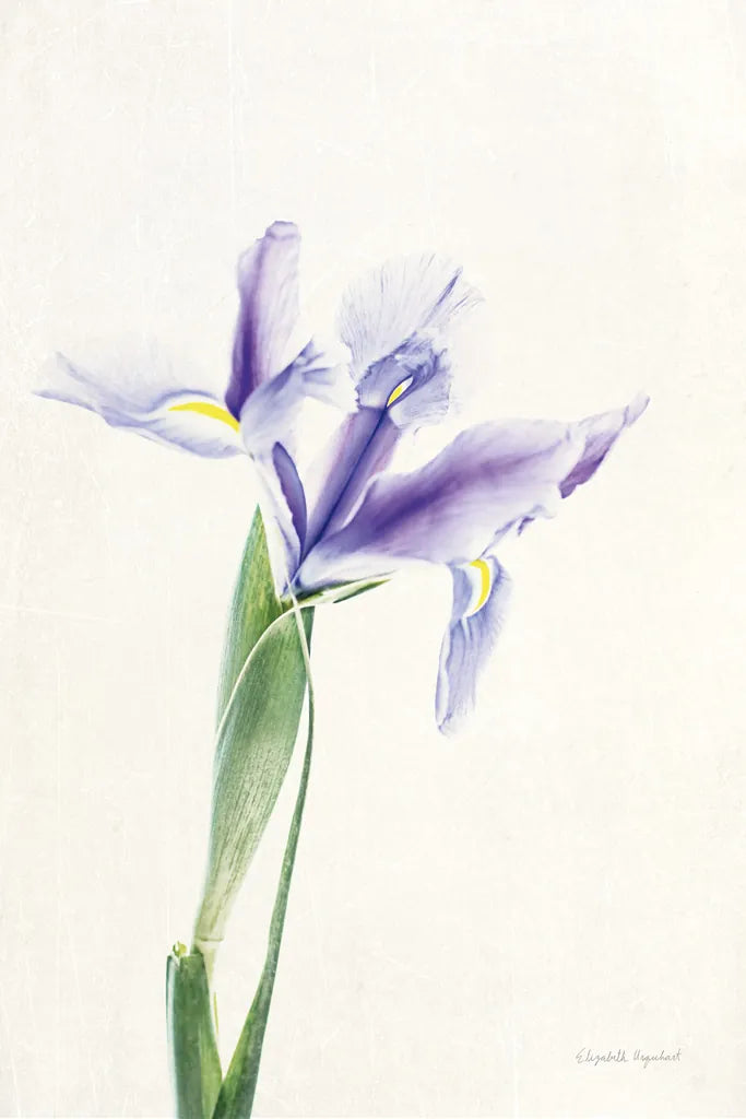 Light and Bright Floral IV by Elizabeth Urquhart. SKU 33341h. Archival Giclee Fine art print for wall decor.