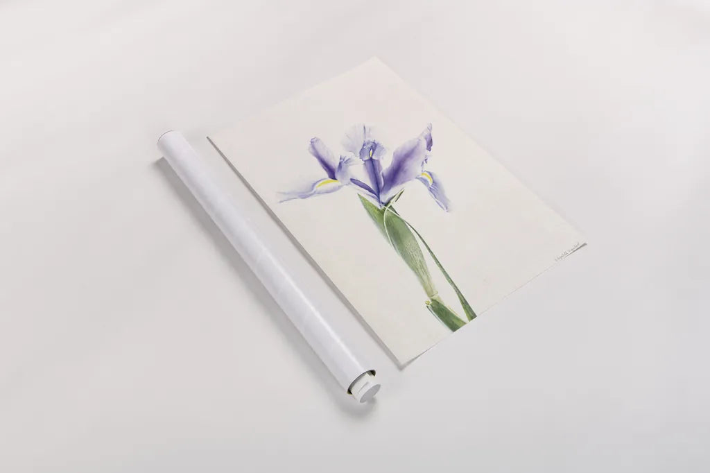 Light and Bright Floral IV by Elizabeth Urquhart. shown as a rolled paper print. Available as archival giclee rolled canvas, fine art paper, or poster print. SKU 33341h.