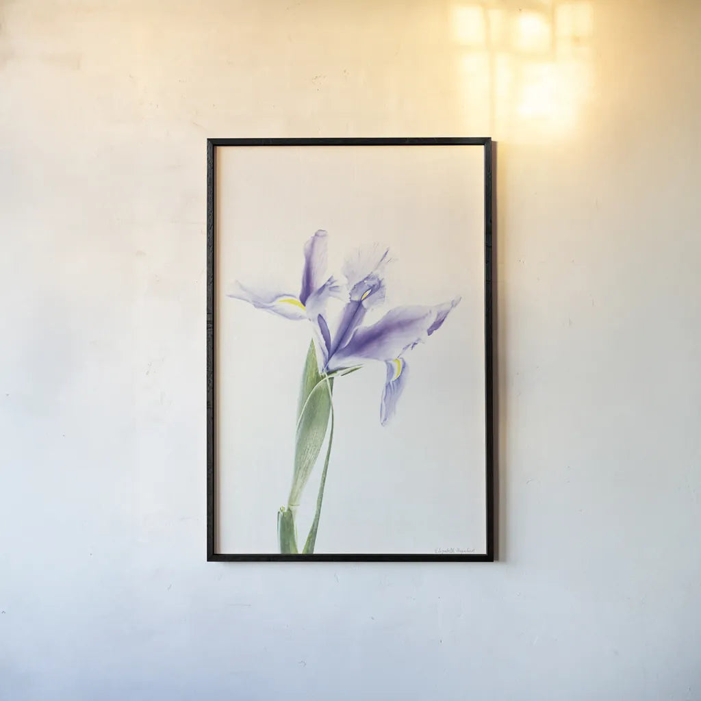 Light and Bright Floral IV by Elizabeth Urquhart. shown as a paper print in a black flame. Available as a archival giclee rolled canvas, fine art paper, or poster print. SKU 33341h.