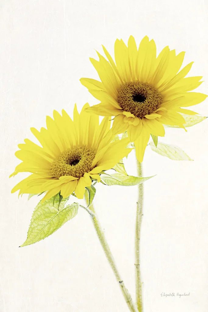 Light and Bright Floral VII by Elizabeth Urquhart. SKU 33344h. Archival Giclee Fine art print for wall decor.