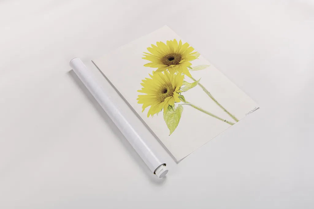 Light and Bright Floral VII by Elizabeth Urquhart. shown as a rolled paper print. Available as archival giclee rolled canvas, fine art paper, or poster print. SKU 33344h.