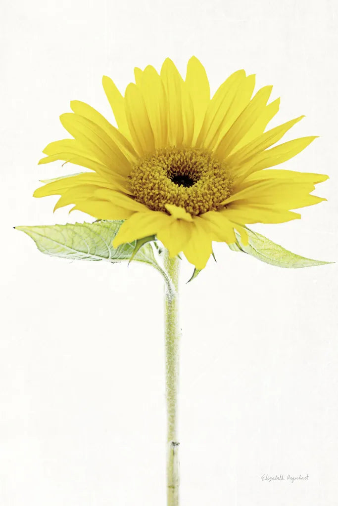 Light and Bright Floral VIII by Elizabeth Urquhart. SKU 33345h. Archival Giclee Fine art print for wall decor.