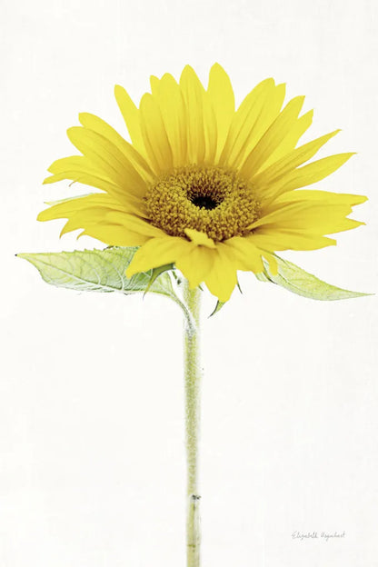 Light and Bright Floral VIII by Elizabeth Urquhart. SKU 33345h. Archival Giclee Fine art print for wall decor.