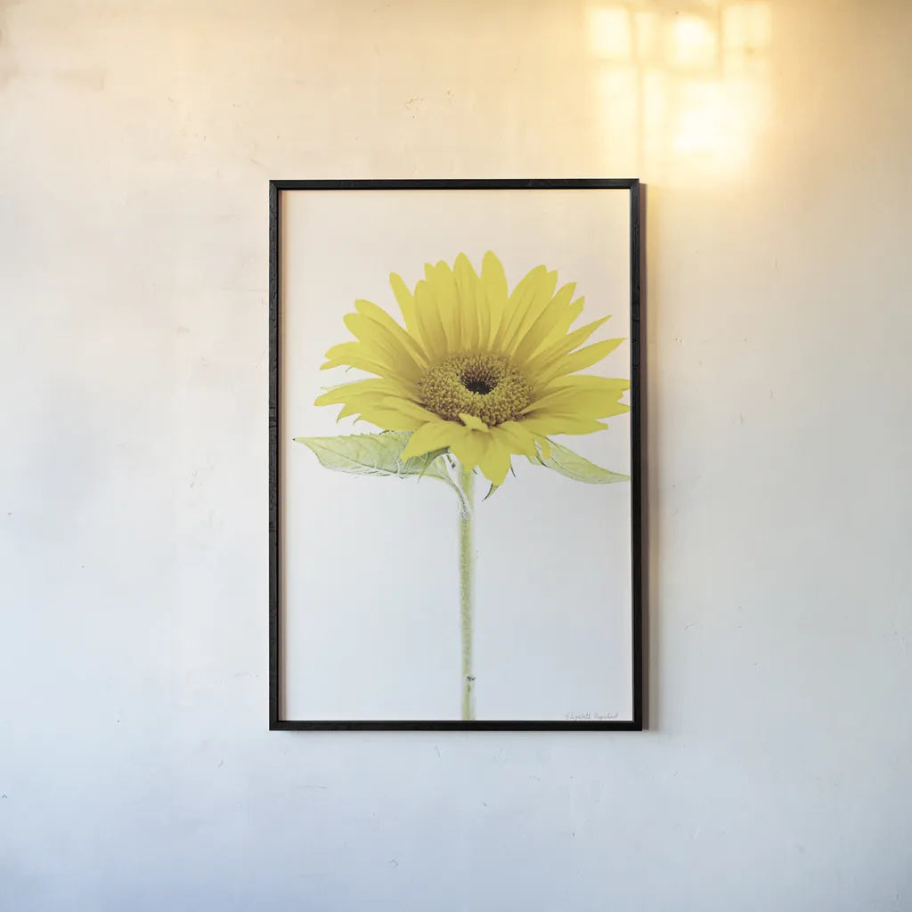 Light and Bright Floral VIII by Elizabeth Urquhart. shown as a paper print in a black flame. Available as a archival giclee rolled canvas, fine art paper, or poster print. SKU 33345h.