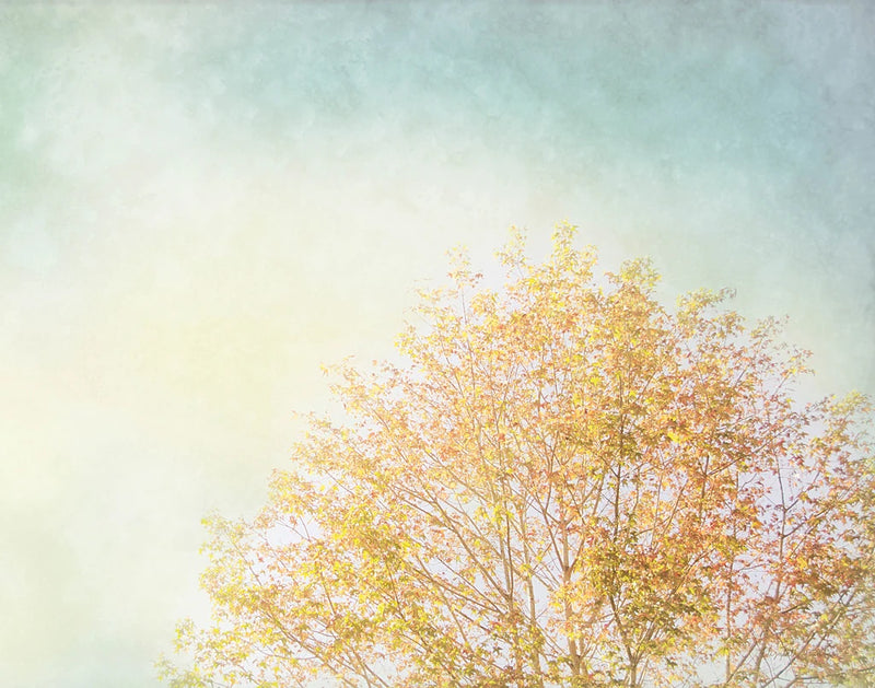Looking Up Crop by Elizabeth Urquhart