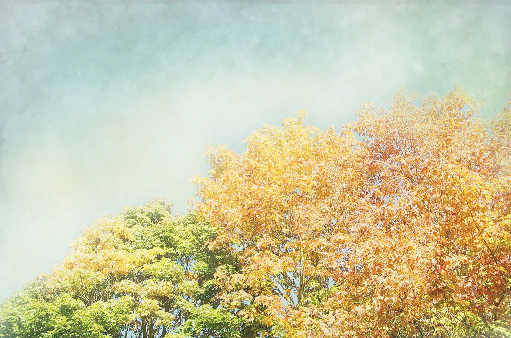 Looking Up II by Elizabeth Urquhart. SKU 39115i. Archival Giclee Fine art print for wall decor.