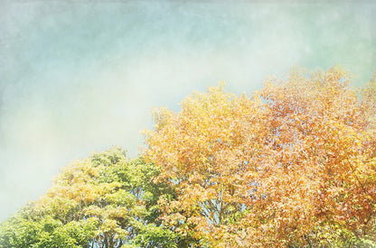 Looking Up II by Elizabeth Urquhart. SKU 39115i. Archival Giclee Fine art print for wall decor.