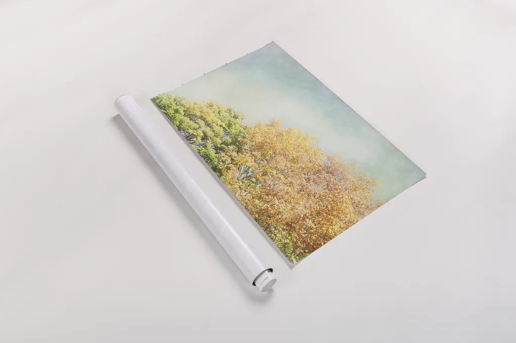 Looking Up II by Elizabeth Urquhart. shown as a rolled paper print. Available as archival giclee rolled canvas, fine art paper, or poster print. SKU 39115i.