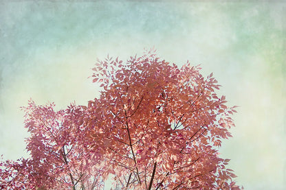 Looking Up III by Elizabeth Urquhart. SKU 39116i. Archival Giclee Fine art print for wall decor.