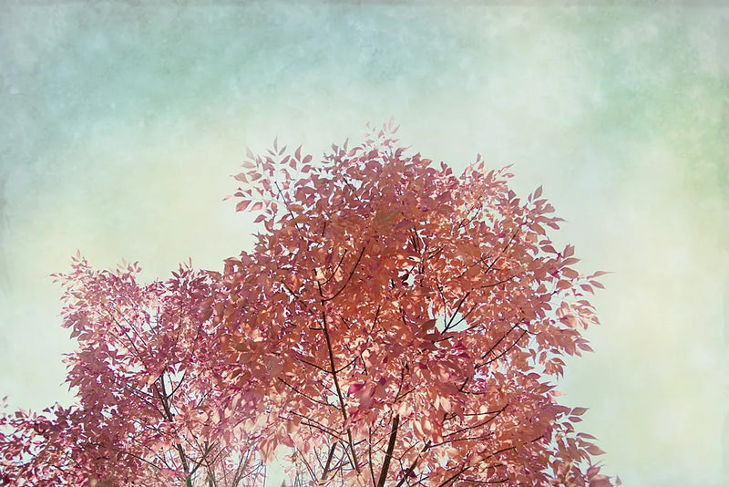 Looking Up III by Elizabeth Urquhart. SKU 39116i. Archival Giclee Fine art print for wall decor.