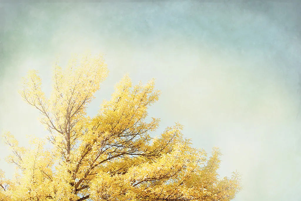 Looking Up IV by Elizabeth Urquhart. SKU 21192i. Archival Giclee Fine art print for wall decor.