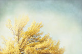 Looking Up IV by Elizabeth Urquhart. SKU 21192i. Archival Giclee Fine art print for wall decor.