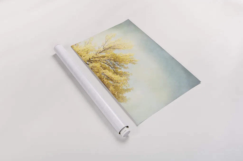 Looking Up IV by Elizabeth Urquhart. shown as a rolled paper print. Available as archival giclee rolled canvas, fine art paper, or poster print. SKU 21192i.