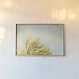 Looking Up IV by Elizabeth Urquhart. shown as a paper print in a natural frame. Available as a archival giclee rolled canvas, fine art paper, or poster print. SKU 21192i.