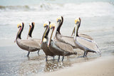 Pacific Cool IV by Elizabeth Urquhart. SKU 25523i. Archival Giclee Fine art print for wall decor.