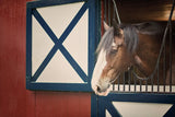 Patriotic Pony I by Elizabeth Urquhart. SKU 23780i. Archival Giclee Fine art print for wall decor.