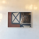 Patriotic Pony I by Elizabeth Urquhart. shown as a paper print in a white frame. Available as a archival giclee rolled canvas, fine art paper, or poster print. SKU 23780i.