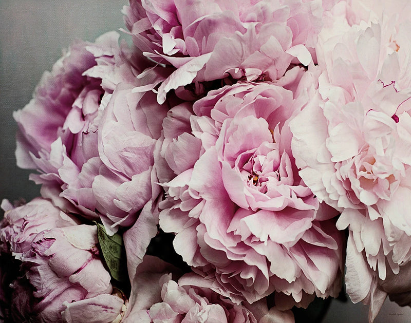 Peonies Galore II by Elizabeth Urquhart