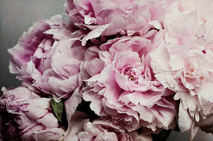 Peonies Galore II by Elizabeth Urquhart. SKU 22332i. Archival Giclee Fine art print for wall decor.