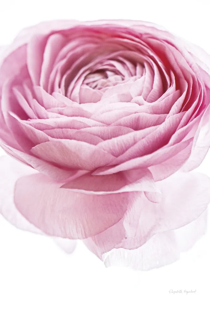 Pink Lady I Crop by Elizabeth Urquhart. SKU 33334h. Archival Giclee Fine art print for wall decor.