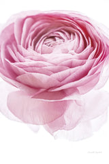 Pink Lady I Crop by Elizabeth Urquhart. SKU 33334h. Archival Giclee Fine art print for wall decor.