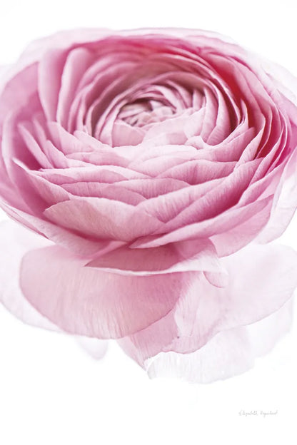 Pink Lady I Crop by Elizabeth Urquhart. SKU 33334h. Archival Giclee Fine art print for wall decor.