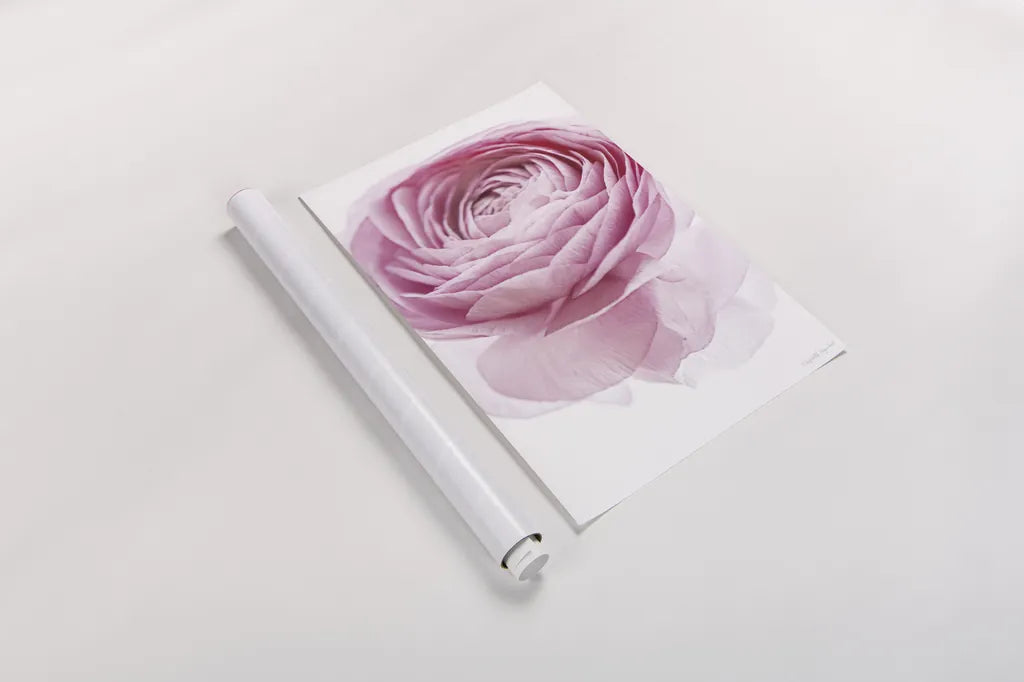 Pink Lady I Crop by Elizabeth Urquhart. shown as a rolled paper print. Available as archival giclee rolled canvas, fine art paper, or poster print. SKU 33334h.