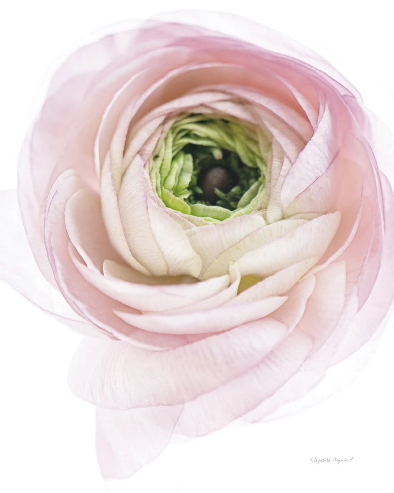 Pink Lady II by Elizabeth Urquhart